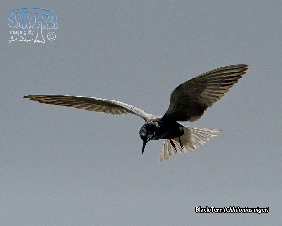 Black Tern - Chlidonias niger