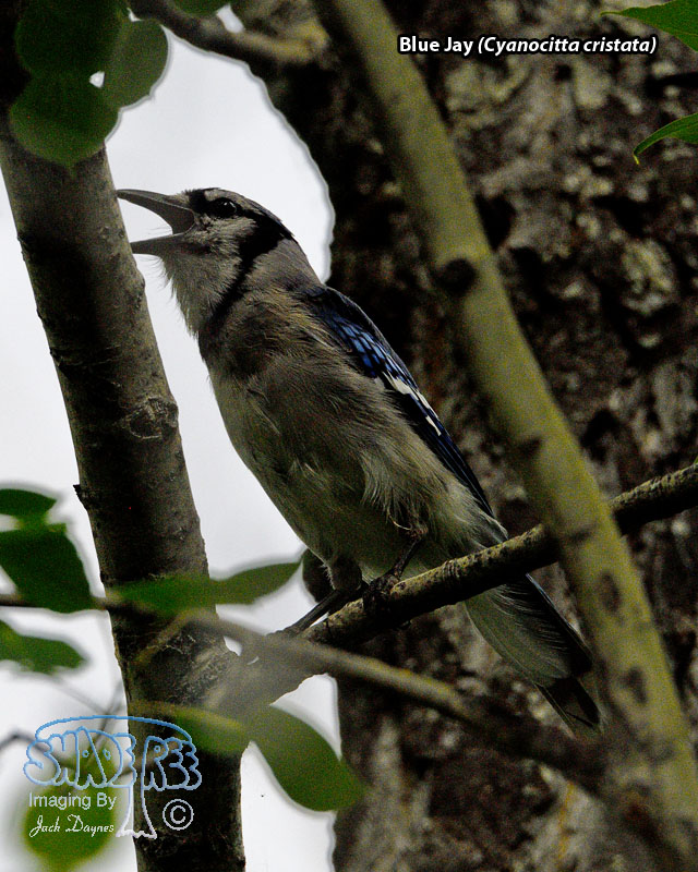 Blue Jay - Cyanocitta cristata