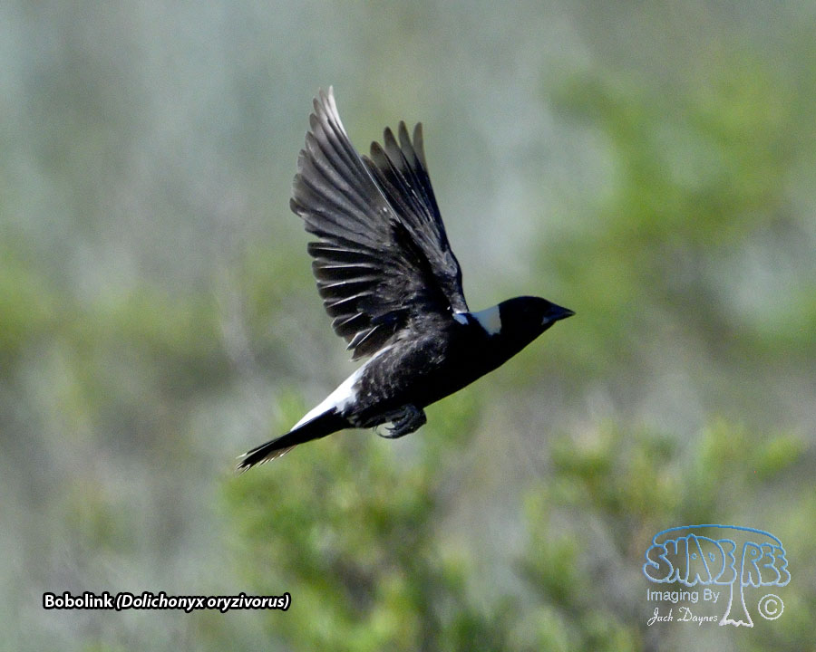 Bobolink - Dolichonyx oryzivorus