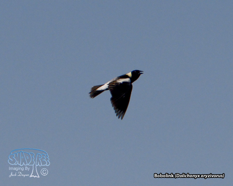Bobolink - Dolichonyx oryzivorus