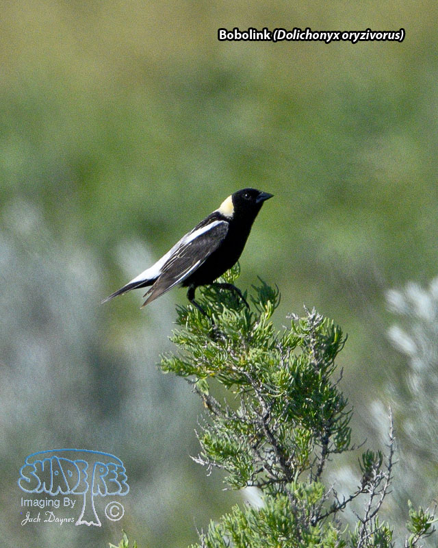 Bobolink - Dolichonyx oryzivorus