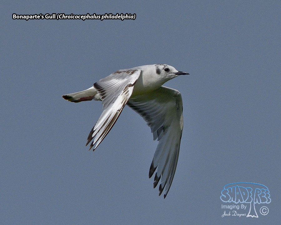 Bonaparte's Gull - Chroicocephalus philadelphia