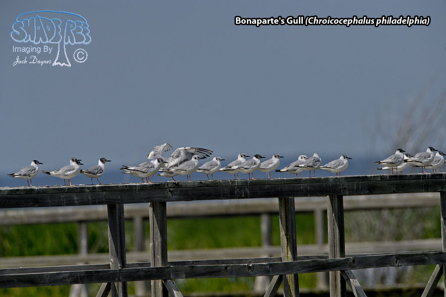 Bonaparte's Gull - Chroicocephalus philadelphia