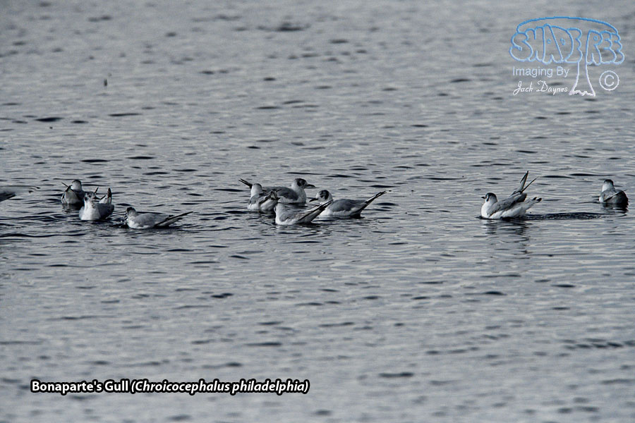 Bonaparte's Gull - Chroicocephalus philadelphia