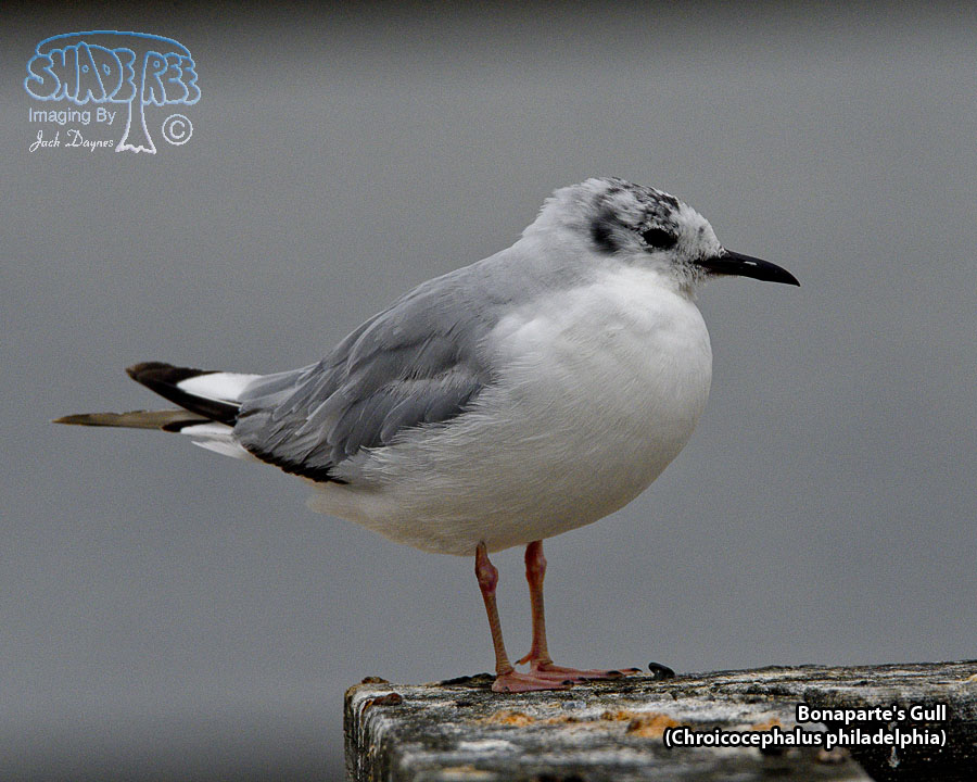 Bonaparte's Gull - Chroicocephalus philadelphia