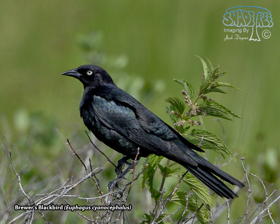 Brewer's Blackbird - Euphagus cyanocephalus