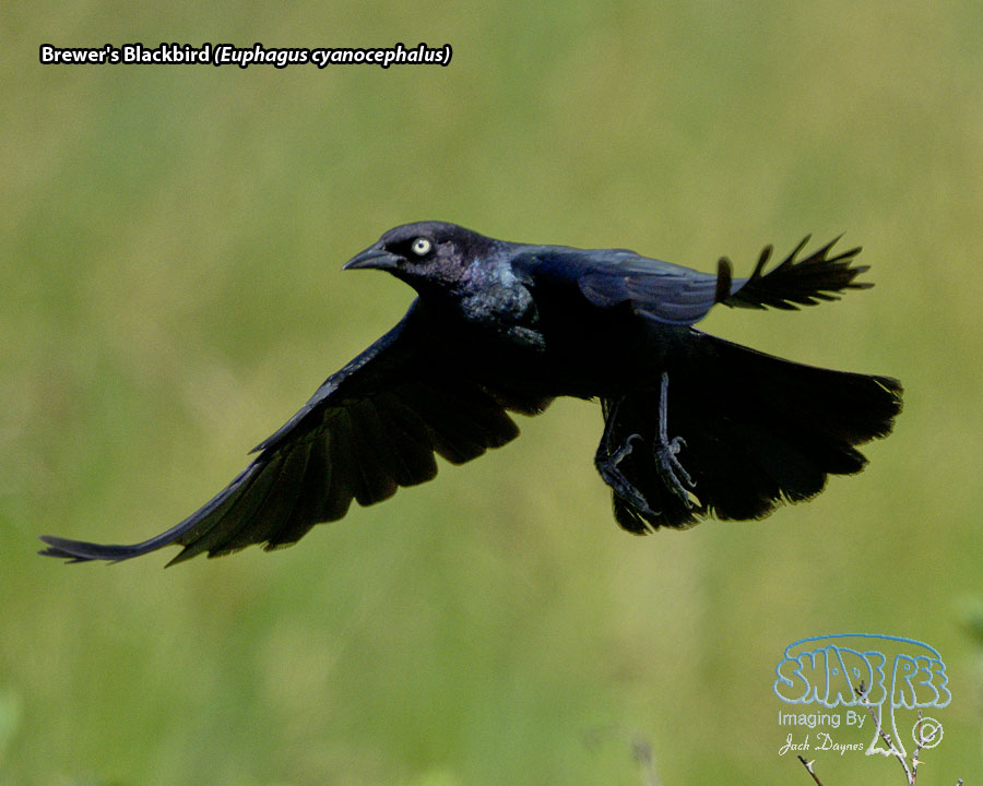 Brewer's Blackbird - Euphagus cyanocephalus