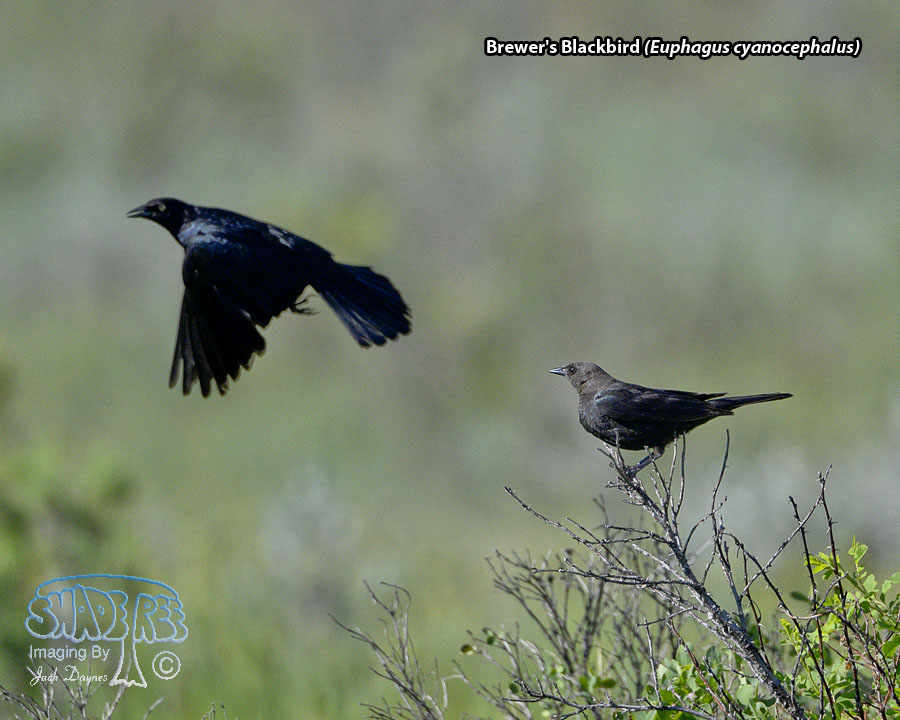Brewer's Blackbird - Euphagus cyanocephalus