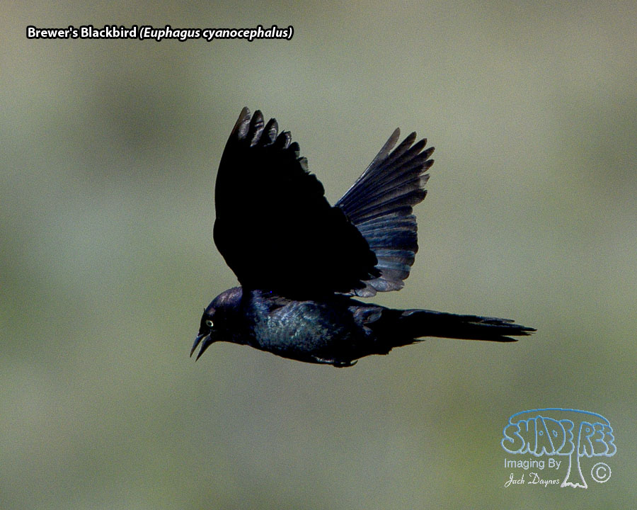 Brewer's Blackbird - Euphagus cyanocephalus