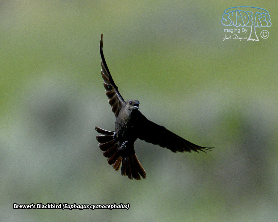 Brewer's Blackbird - Euphagus cyanocephalus