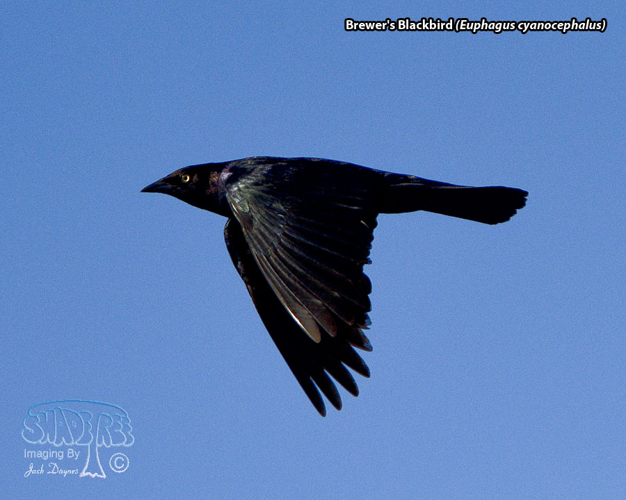 Brewer's Blackbird - Euphagus cyanocephalus