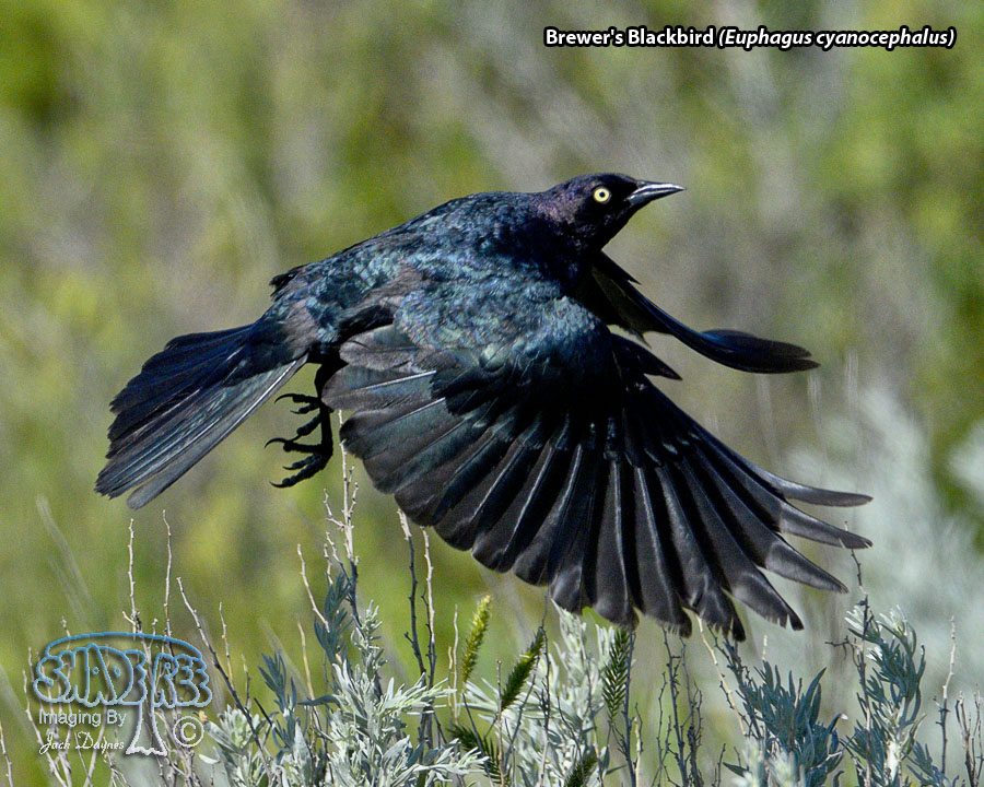 Brewer's Blackbird - Euphagus cyanocephalus