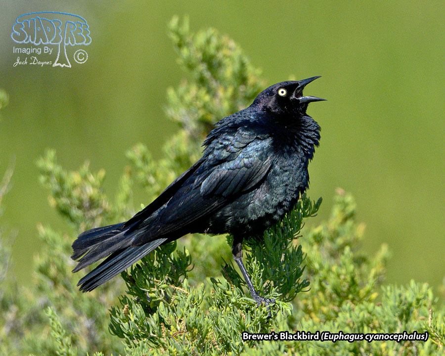 Brewer's Blackbird - Euphagus cyanocephalus