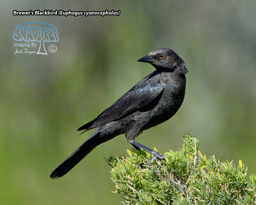 Brewer's Blackbird - Euphagus cyanocephalus