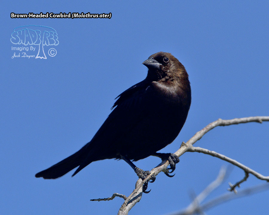 Brown-Headed Cowbird - Molothrus ater