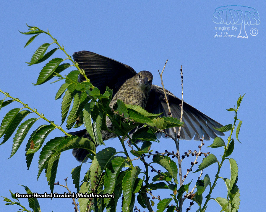 Brown-Headed Cowbird - Molothrus ater