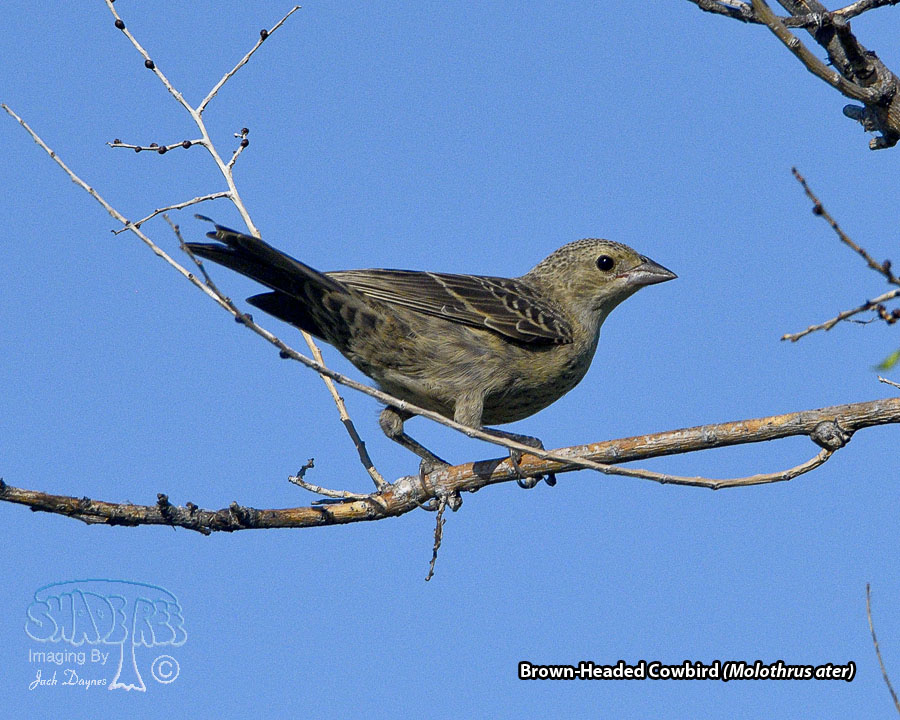 Brown-Headed Cowbird - Molothrus ater