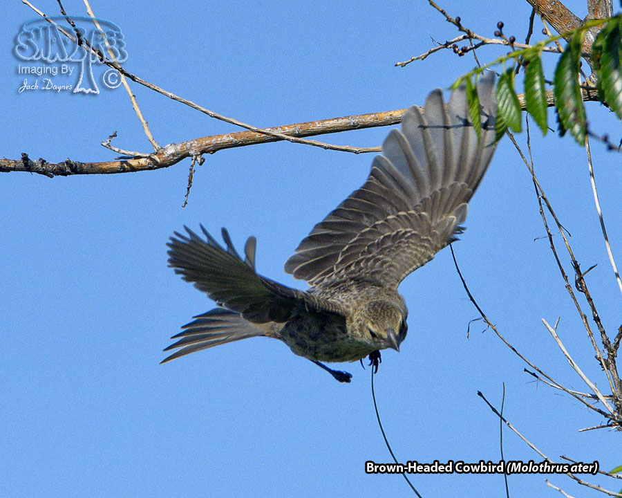 Brown-Headed Cowbird - Molothrus ater