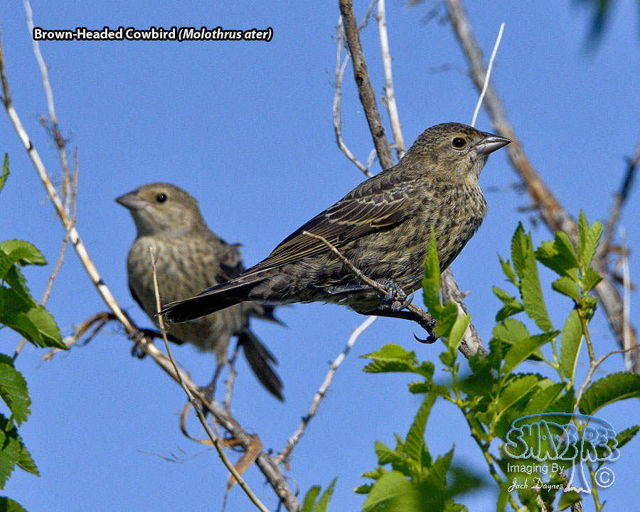 Brown-Headed Cowbird - Molothrus ater