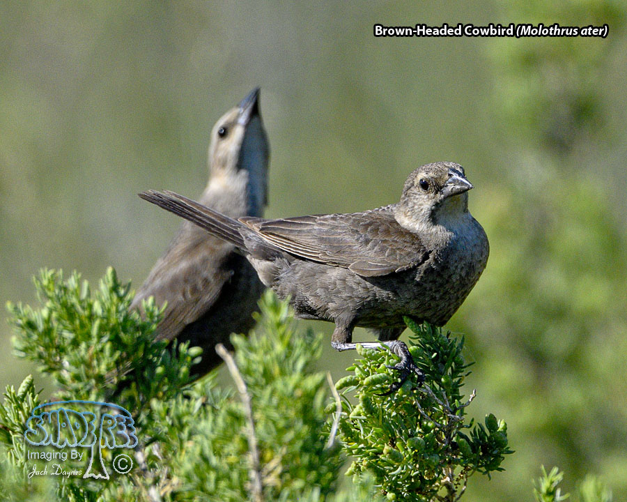 Brown-Headed Cowbird - Molothrus ater