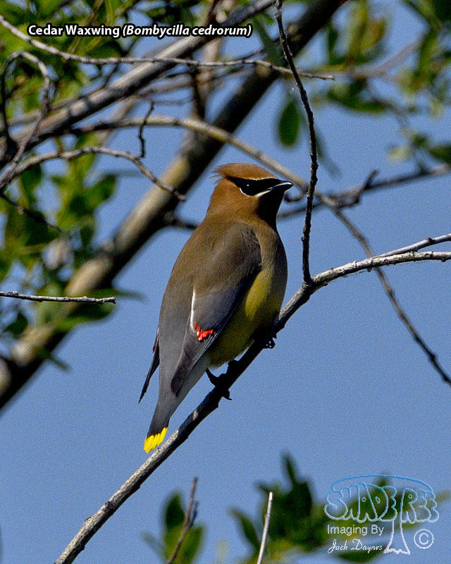 Cedar Waxwing - Bombycilla cedrorum