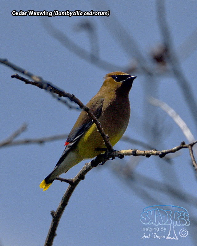 Cedar Waxwing - Bombycilla cedrorum