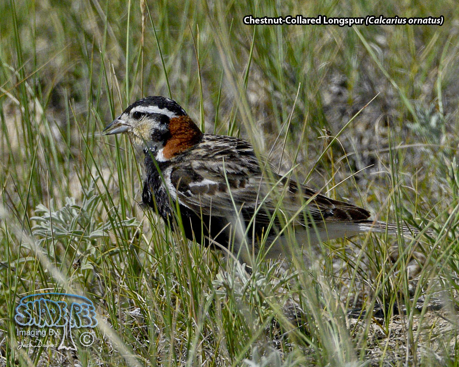 Chestnut-Collared Longspur - Calcarius ornatus