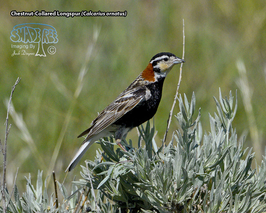 Chestnut-Collared Longspur - Calcarius ornatus