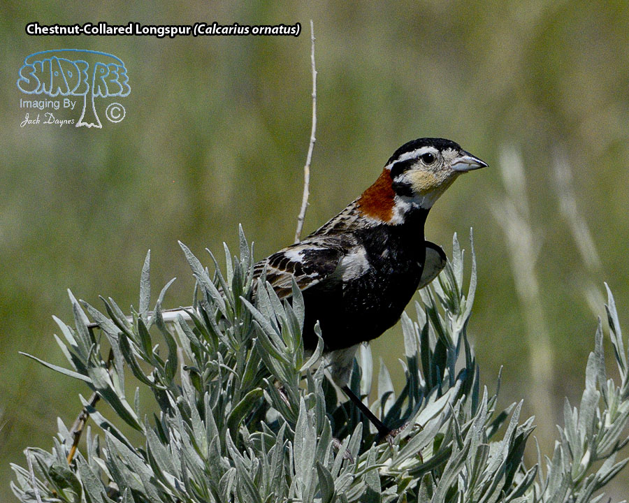 Chestnut-Collared Longspur - Calcarius ornatus