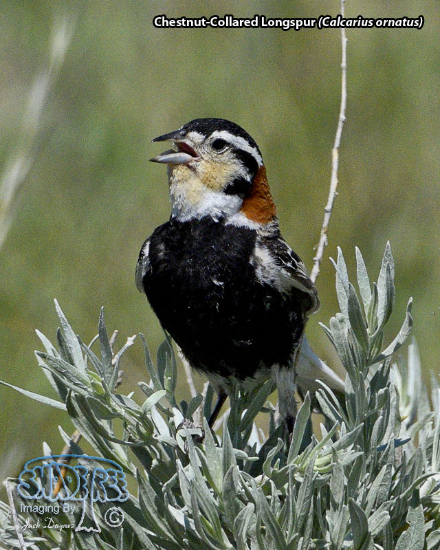 Chestnut-Collared Longspur - Calcarius ornatus