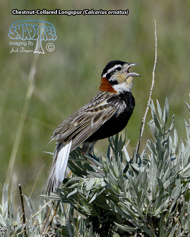 Chestnut-Collared Longspur - Calcarius ornatus