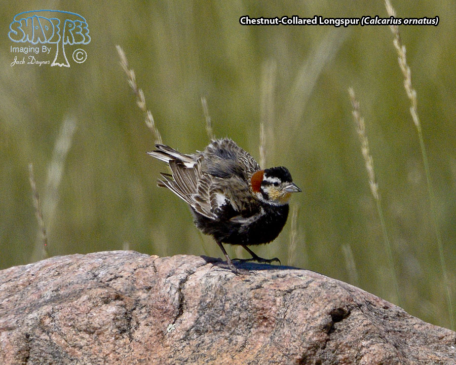 Chestnut-Collared Longspur - Calcarius ornatus