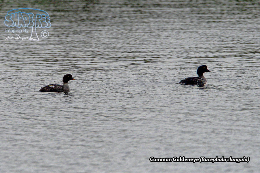 Common Goldeneye - Bucephala clangula
