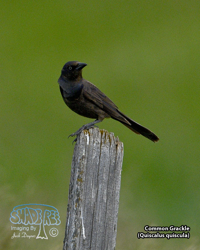 Common Grackle - Quiscalus quiscula