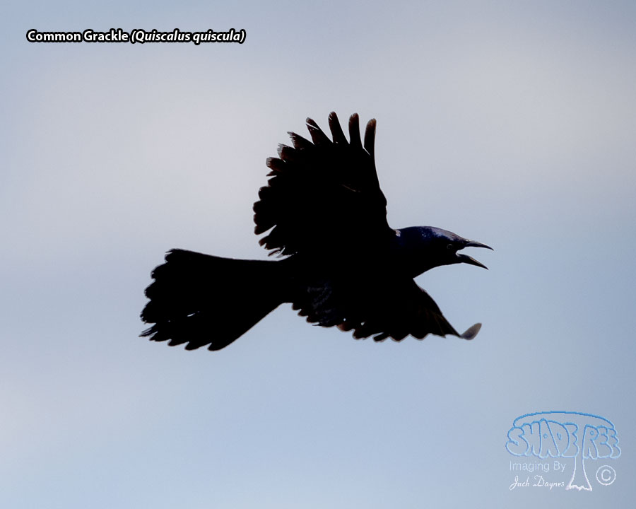 Common Grackle - Quiscalus quiscula