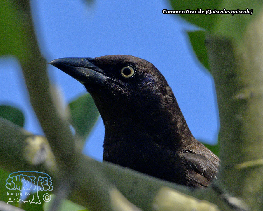 Common Grackle - Quiscalus quiscula