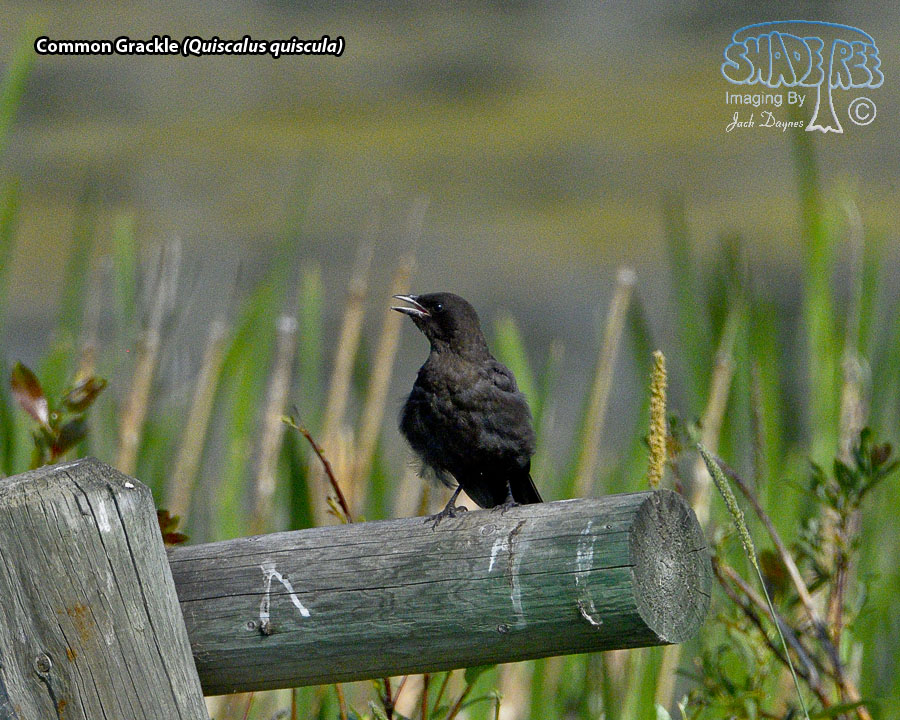 Common Grackle - Quiscalus quiscula