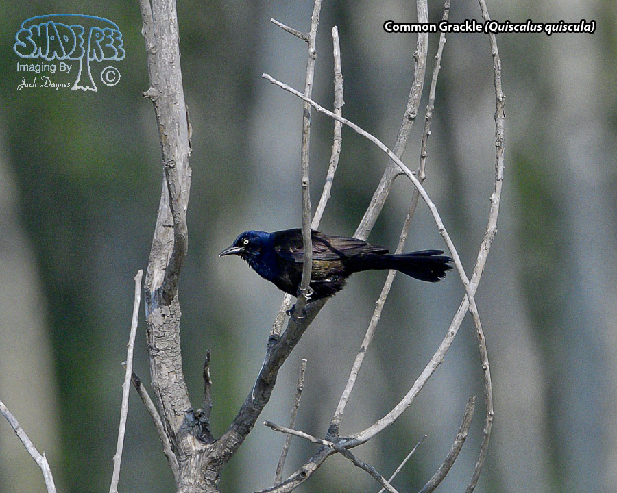 Common Grackle - Quiscalus quiscula