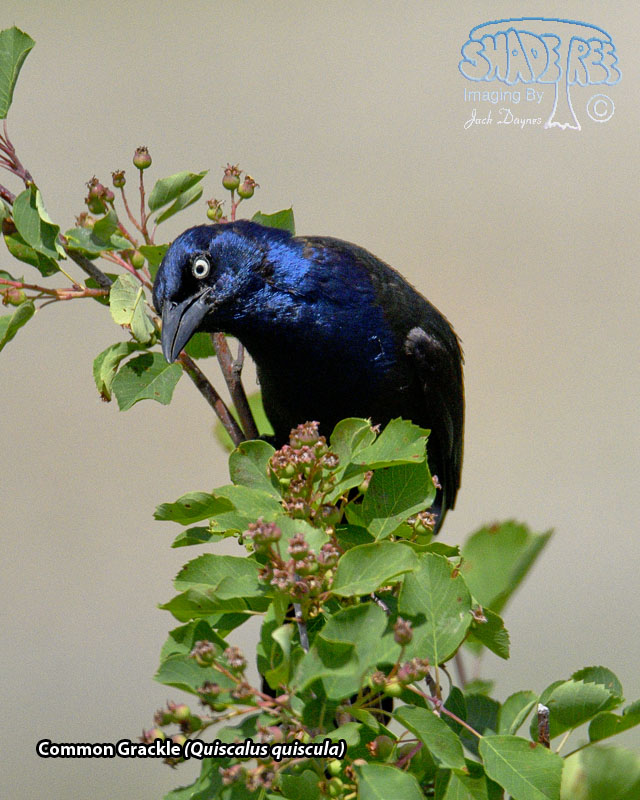 Common Grackle - Quiscalus quiscula
