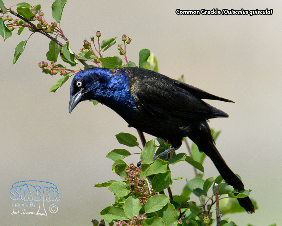 Common Grackle - Quiscalus quiscula