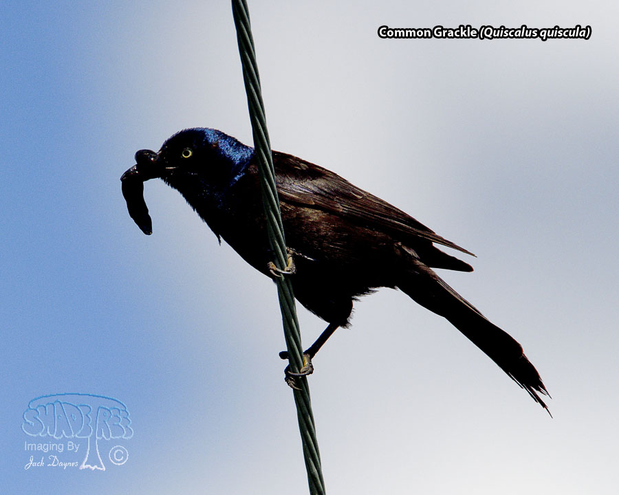 Common Grackle - Quiscalus quiscula