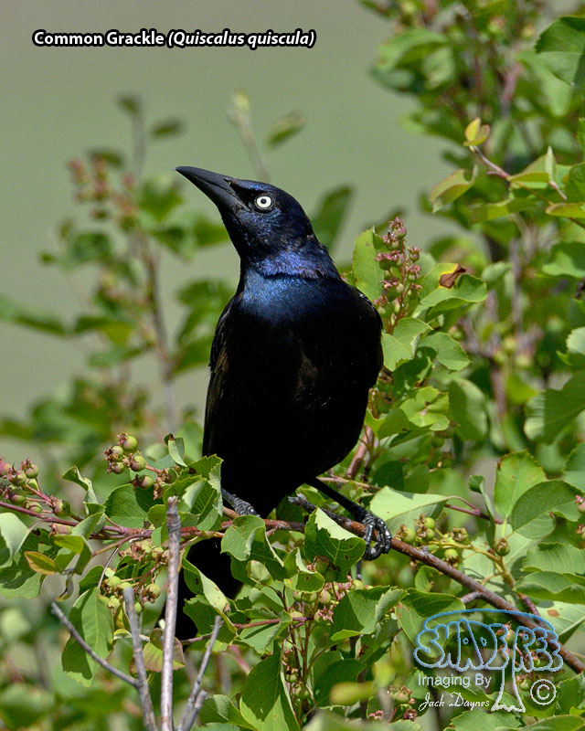 Common Grackle - Quiscalus quiscula