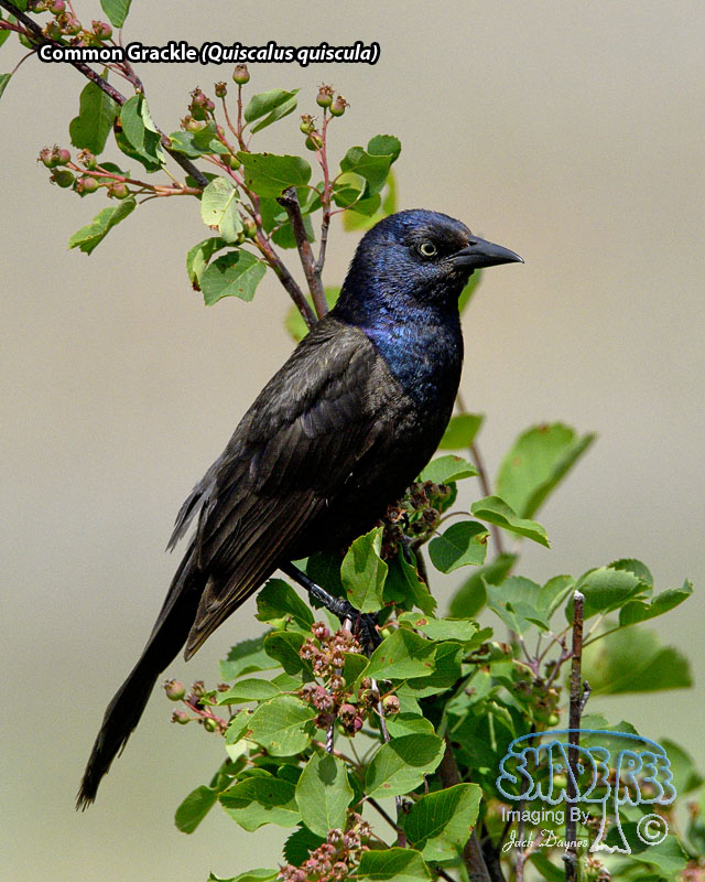 Common Grackle - Quiscalus quiscula