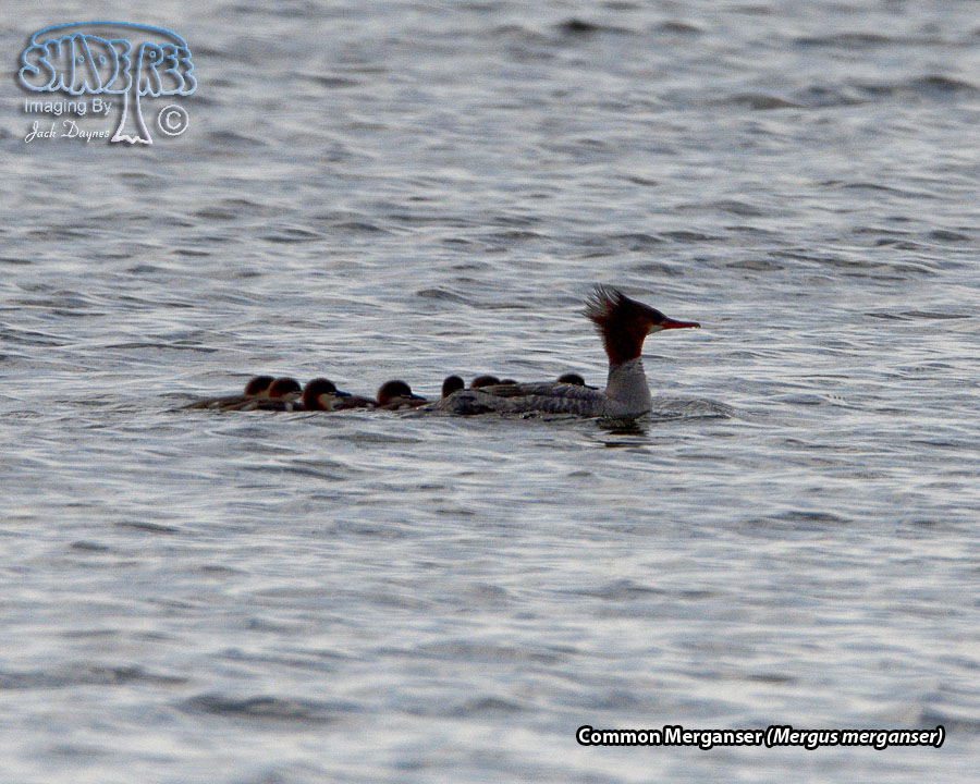 Common Merganser - Mergus merganser