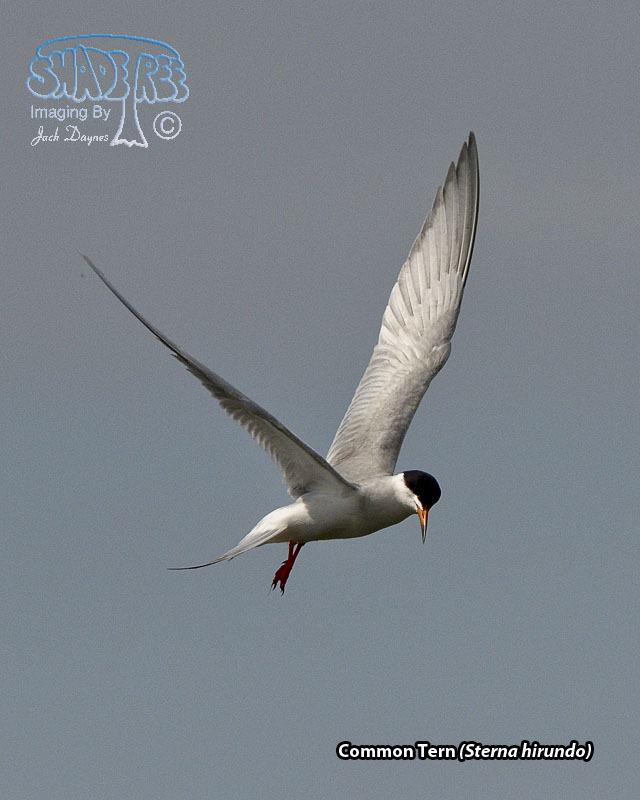 Common Tern - Sterna hirundo