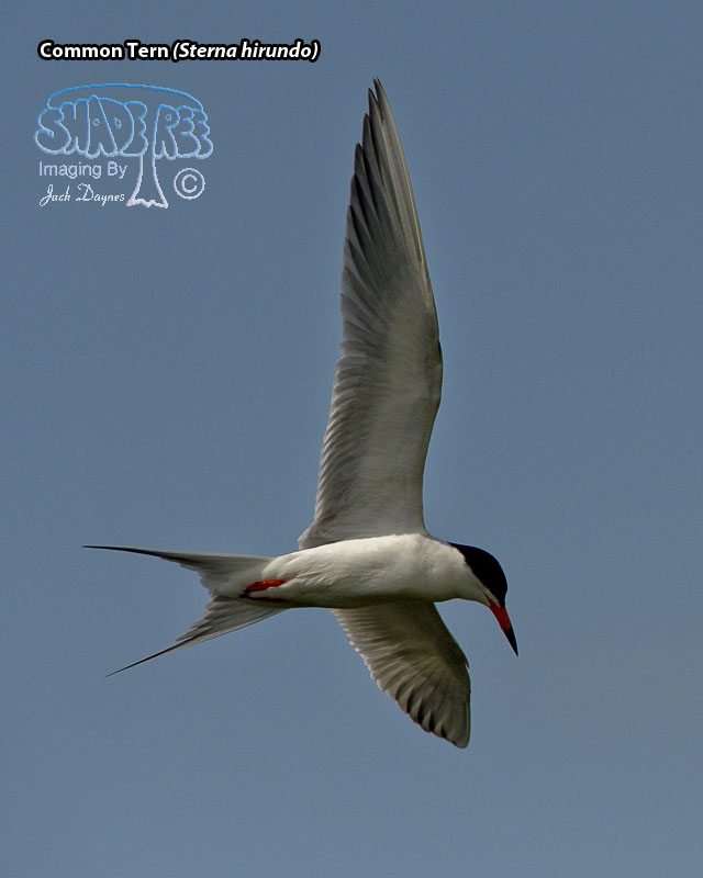 Common Tern - Sterna hirundo