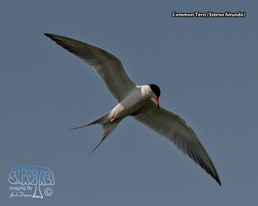 Common Tern - Sterna hirundo