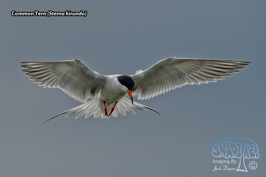 Common Tern - Sterna hirundo