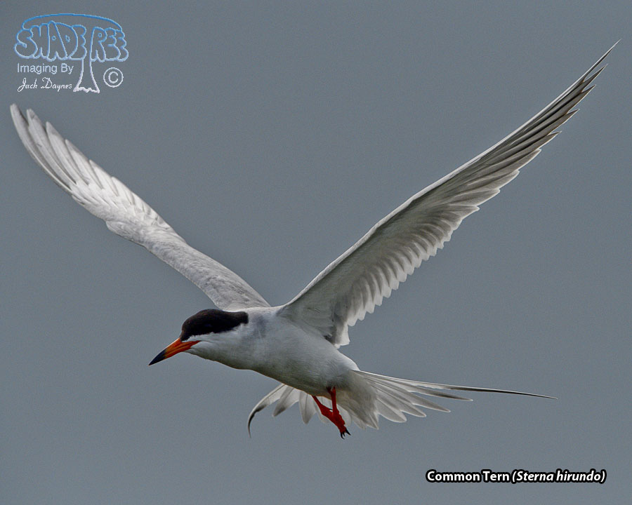 Common Tern - Sterna hirundo
