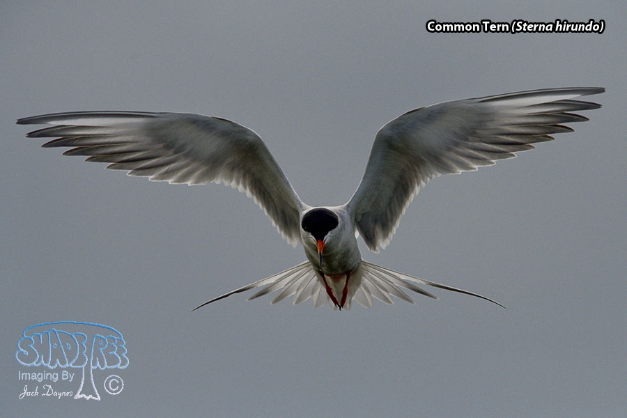 Common Tern - Sterna hirundo